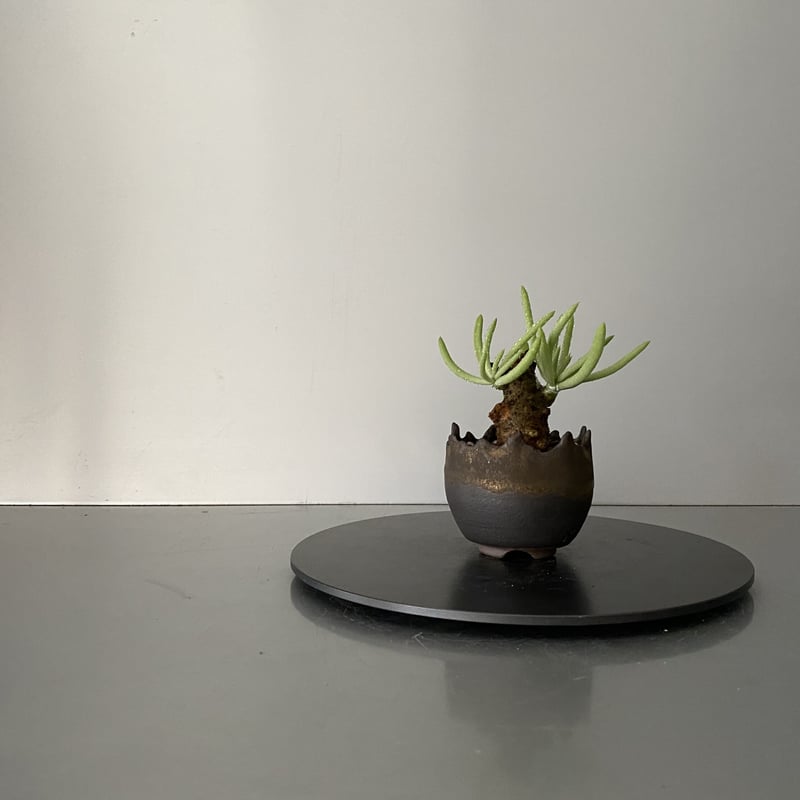 発根済 チレコドン ペアルソニー PE-01 × S.N.Pot  