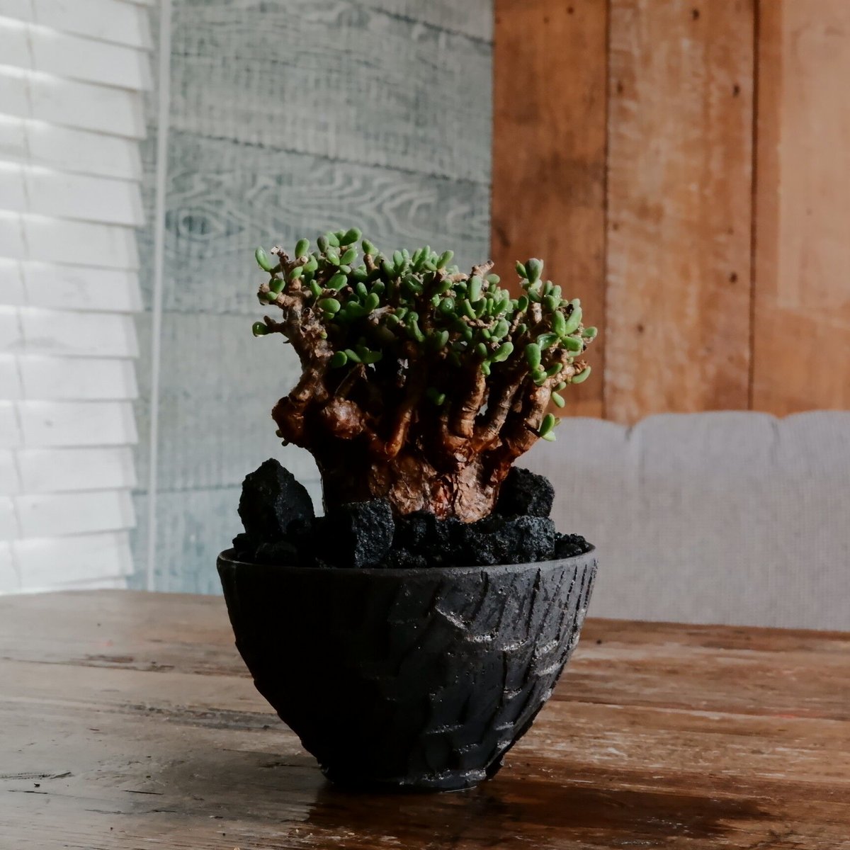 EMP ケラリア ピグマエア / CX155 ケラリア ピグマエア ②