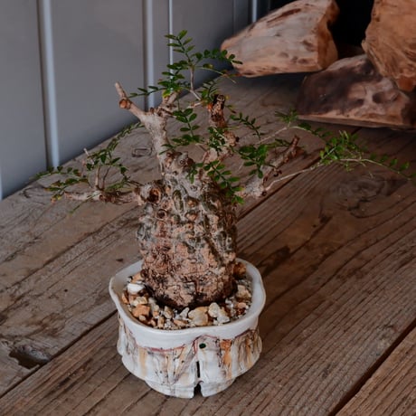 オペルクリカリア パキプス φ 7.5cm［No.08］  ×   沼野秀章 作「 刻ム音 」3号 植木鉢 笠間焼