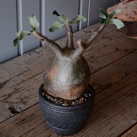 グラキリス φ10cm - 象牙宮 -［No.56］  ×    與那嶺大輔 作 「琉球飛鉋」3.5号 植木鉢