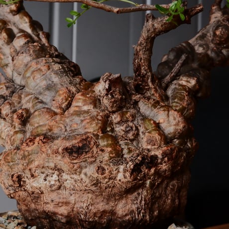 オペルクリカリア パキプス φ 11cm［No.28］  × 杉山悠 作 3号 植木鉢 笠間焼