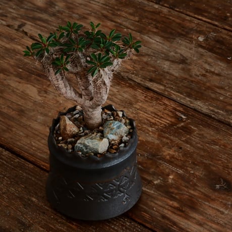 ユーフォルビア ギラウミニアナ［No.58］  ×   根本峻吾 作 S.N POT type.cylinder「  刻印 - kokuin - 」3号 植木鉢 笠間焼