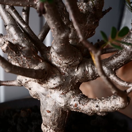センナ メリディオナリス 輸入株［No.36］  ×  與那嶺大輔 作 【 琉球飛鉋 / 5号】植木鉢