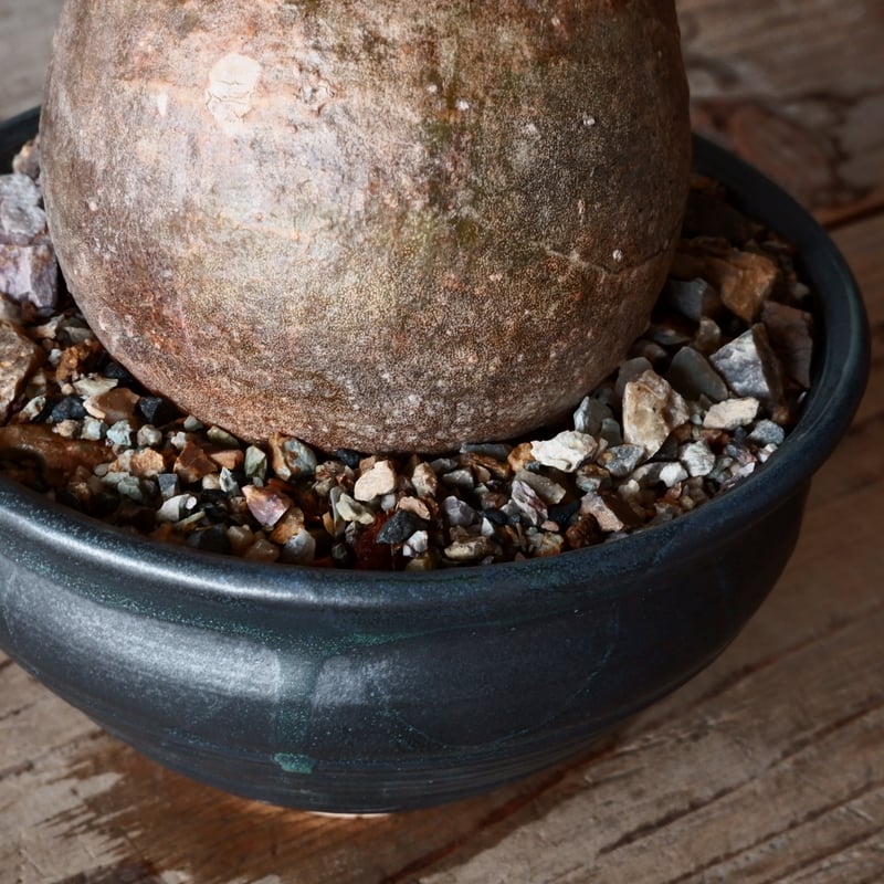 グラキリス φ8.5cm - 象牙宮-［No.54］× 森田昌求 作【 CLAW - BORD