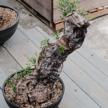 Old Olive 古木オリーブ［No.20］× 12号皿鉢 (φ36cm)