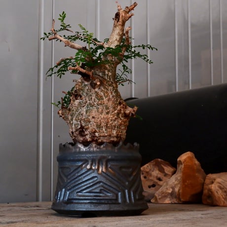 オペルクリカリア パキプス φ 10cm［No.04］  ×   根本峻吾 作 S.N POT  type.cylinder「 鐡 - 黒焔 - 」 4号 植木鉢