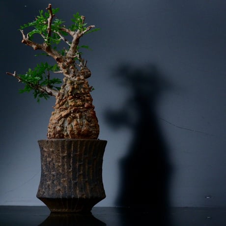 発根済 オペルクリカリア パキプス ［No.10］×  沼野秀章 作「 black wrap 」笠間焼 植木鉢