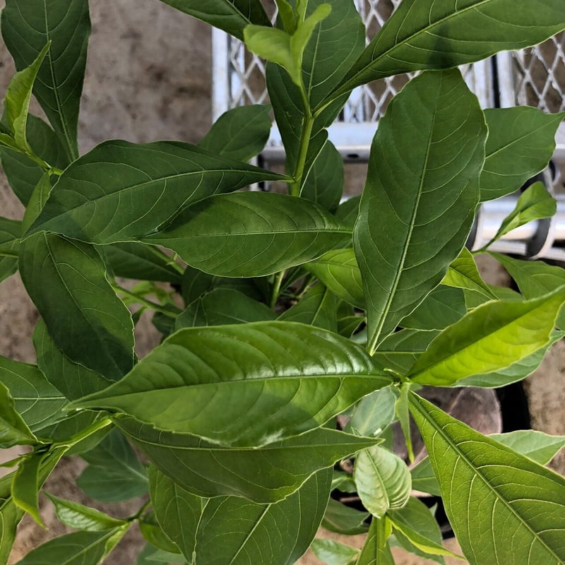 特大 バオバブ アダンソニア 変形タイプ / Baobab Adansonia［No