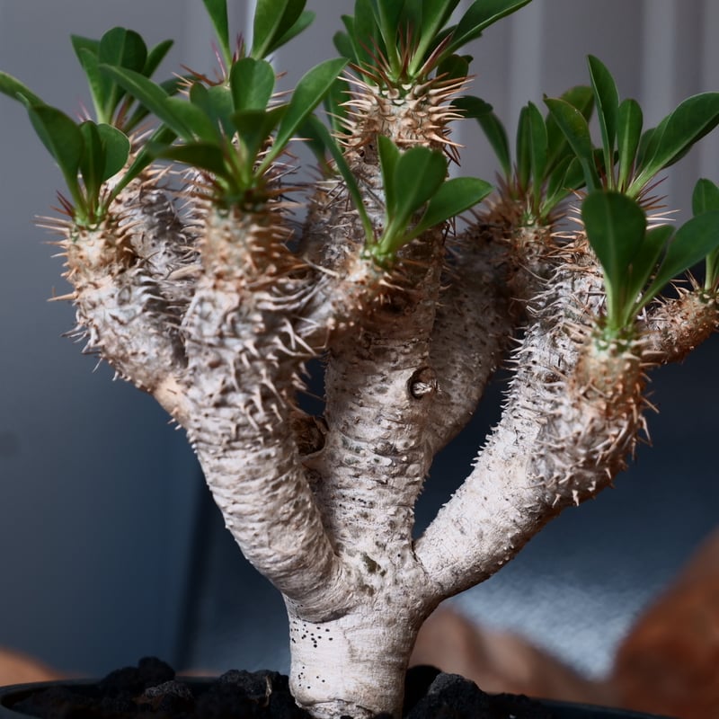 ユーフォルビア ギラウミニアナ 輸入株［No.48］ 4号鉢