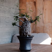 発根済 オペルクルカリア パキプス［No.52］  ×  松野然 作「ZEN」4号 植木鉢