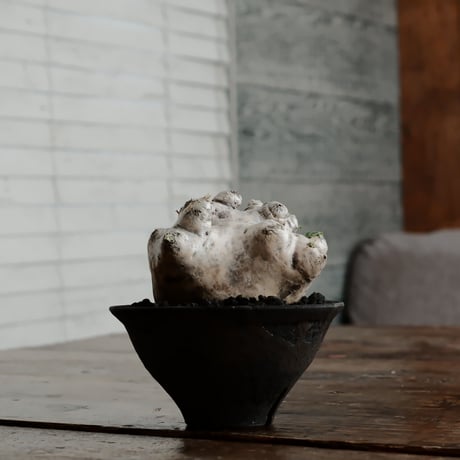 恵比寿笑い　実生　超まん丸　超扁平　コレクション株　縮れ葉　ブレビカウレ 恵比寿笑い 実生 超まん丸 超扁平 コレクション株 縮れ葉