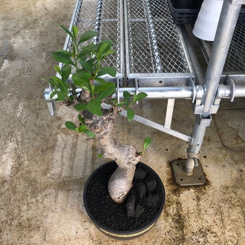 特大 バオバブ アダンソニア 変形タイプ / Baobab Adansonia[No 特大 バオバブ アダンソニア 変形タイプ / Baobab Adansonia[No