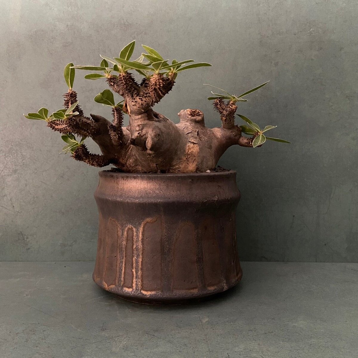 マカイエンセ　陶器鉢付き 植物 × 鉢 】パキポディウム マカイエンセ × Valiem GHOST（BOWL