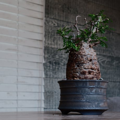 オペルクリカリア パキプス φ10cm［No.34］  ×  磯部祐介 作「 瓦 - kawara - 金剛 」 5号 植木鉢 笠間焼