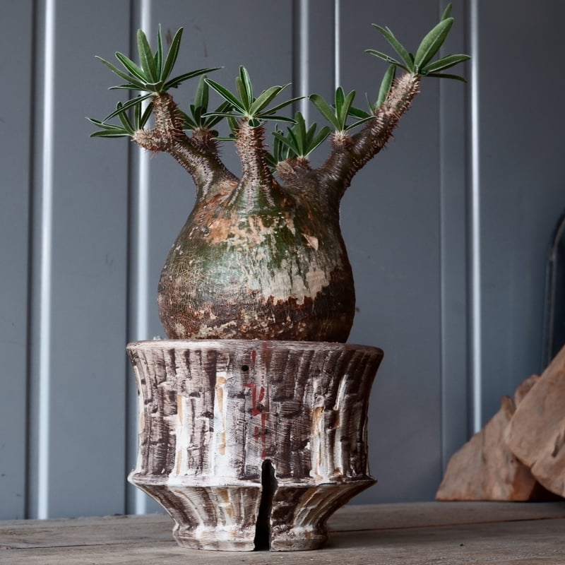 陶器鉢沼野秀章植木鉢笠間焼