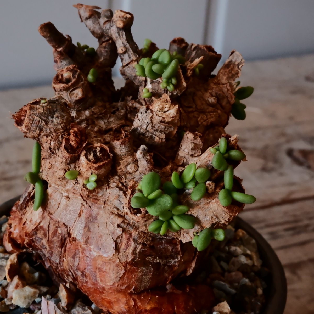 ゆーた様プラ鉢に植替え後小さな巨人現地球ケラリア・ピグマエア