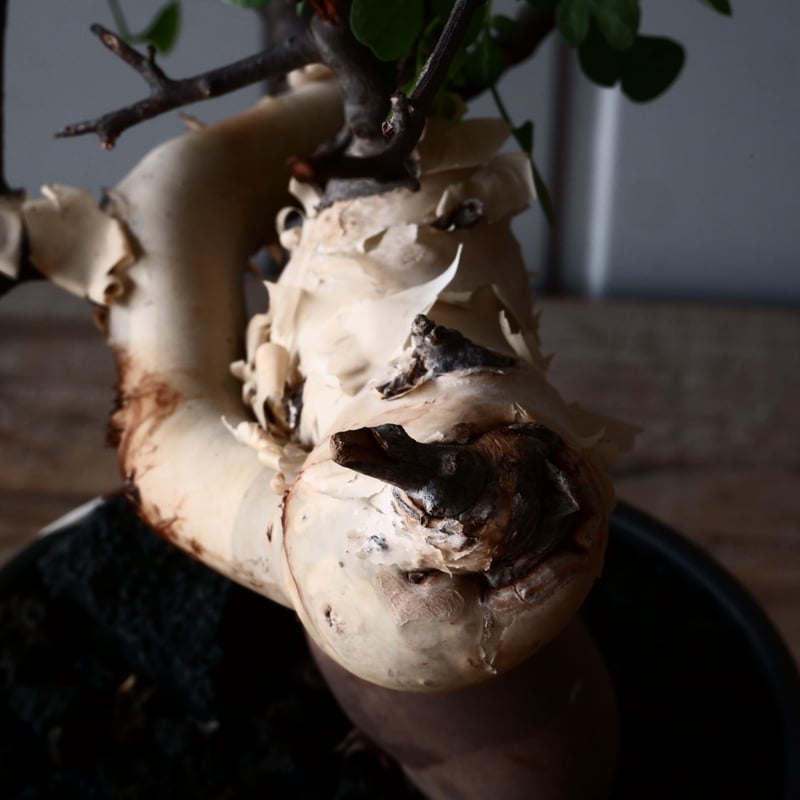 コミフォラ カタフ ピュア ソマリア産［No.13］ × 根本峻吾 作品【 S.N