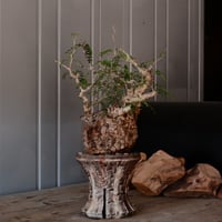 オペルクリカリア  パキプス φ 12.5cm［No.42］  × 沼野秀章 作 【 刻ム音 】4号 植木鉢 笠間焼