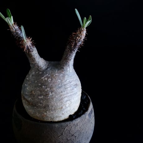 発根済 グラキリス 11  ×  " Black Wrap "［ 作家 : 沼野秀章 ］笠間焼 植木鉢