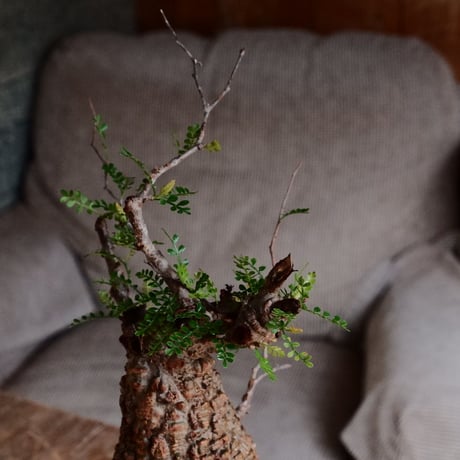 オペルクリカリア パキプス φ9.5cm［No.25］  ×  根本峻吾 作 S.N POT type.tall「 鐡 - kurogane - 」4号 植木鉢 笠間焼