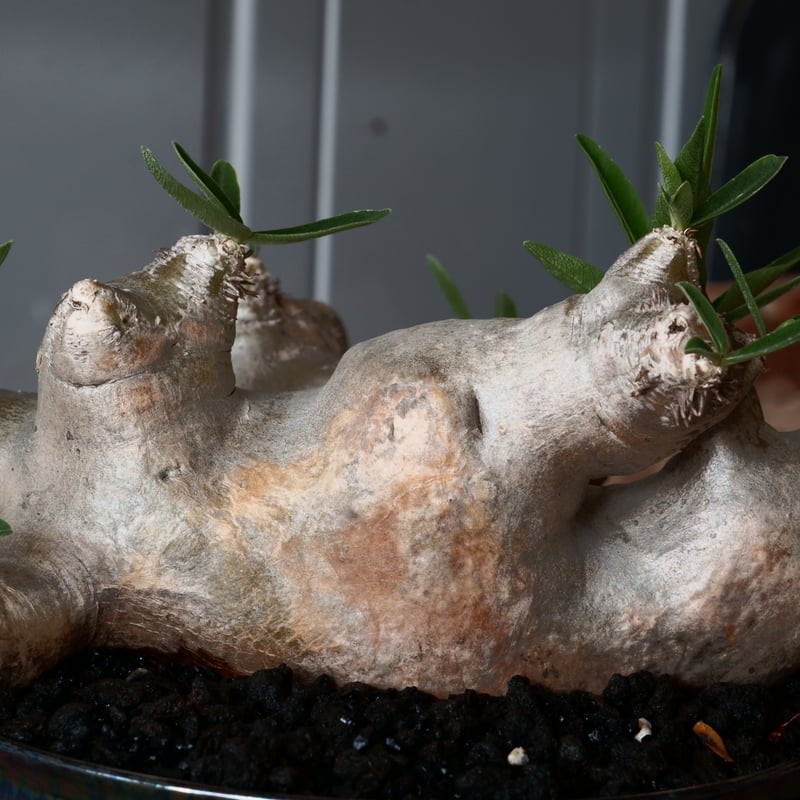 パキポディウム　ブレビカリックス特大株 パキポディウム ブレビカリックス | mana's farm:塊根植物・アガベ