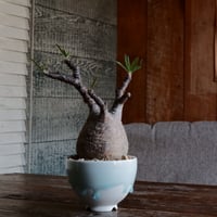 グラキリス - 象牙宮 -［No.128］  ×  小林 哲也 作 「雫」- bowl type - 4号 植木鉢
