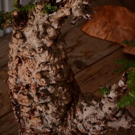 オペルクリカリア パキプス φ11cm［No.24］  × 杉山悠 作 4号 植木鉢 笠間焼