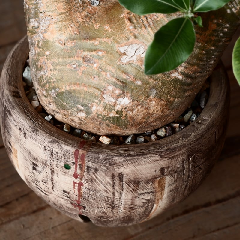 中株 マカイエンセ φ10cm - 魔界玉 - 輸入株［No.19］ × 沼野秀章 作品