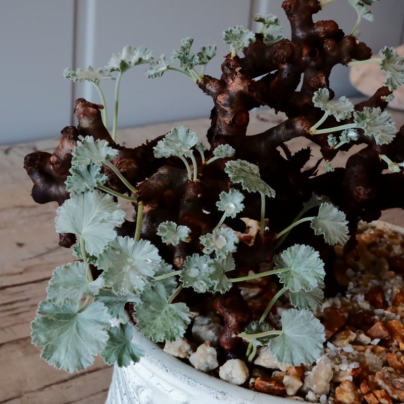 低木】ペラルゴニウム ミラビレ［No.05］ × 根本峻吾 作 S.N POT typ