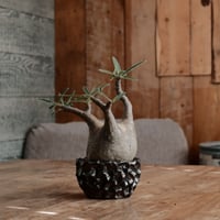 発根済 グラキリス - 象牙宮 - size M ［No.208］  ×  松野然 作 「ZEN」3.5号 植木鉢