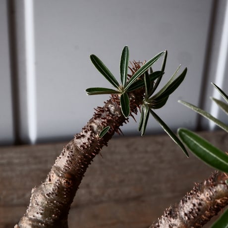 グラキリス φ8.5cm - 象牙宮-［No.45］× 根本峻吾 作 S.N POT type.round「 鐵 -堕天白- 」3号鉢 笠間焼