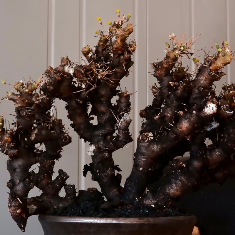 大株 】オトンナ ユーフォルビオイデス ［No.88］ × 松野然【 ZEN 】 5