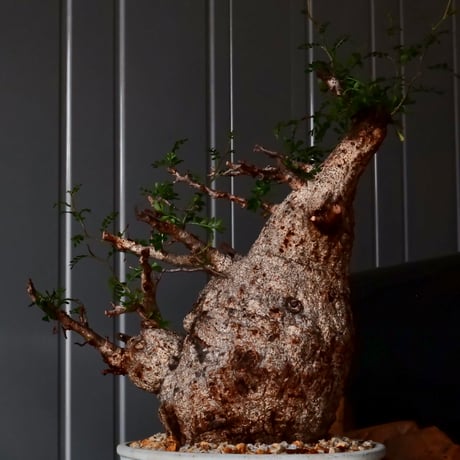 大株 オペルクリカリア パキプス φ 18cm ［No.34］  ×   根本峻吾 作 S.N POT  type.slim-low「 月光ノ鐵 」 7号 植木鉢