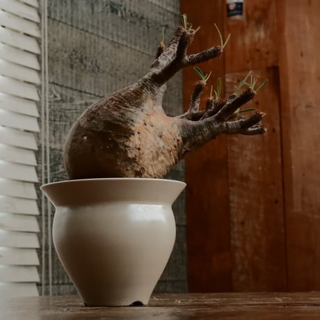グラキリス M - 象牙宮 -［No.206］  ×   坂本新 作「 LUSTER OVERGLAZE - white pearl -  」3.5号 植木鉢 笠間焼