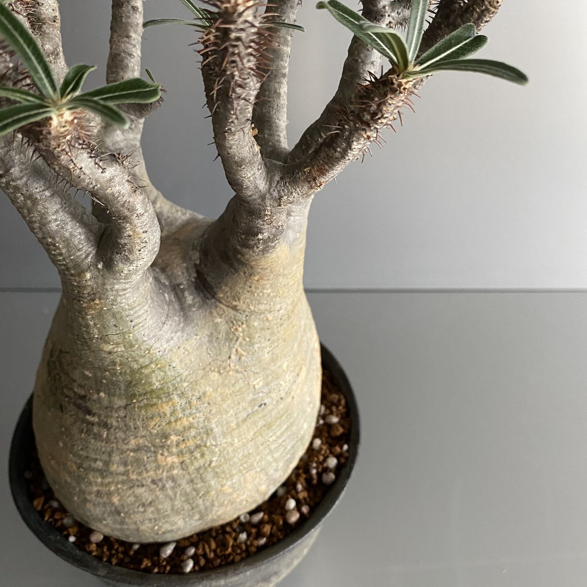 Gracilius M グラキリス 中〜大サイズ - C76 | Botanical Holic