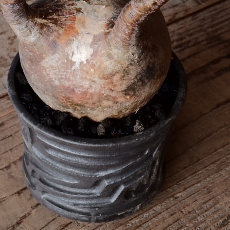 グラキリス φ9cm  - 象牙宮- ［No.76］  ×   根本峻吾 作 S.N POT type.slim「雷電」3.5号 植木鉢 笠間焼