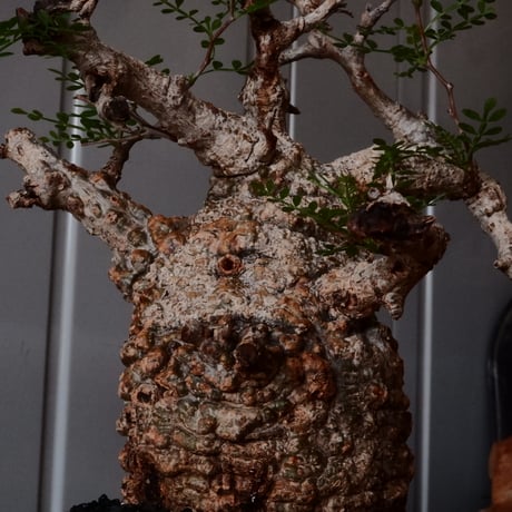 オペルクリカリア パキプス φ 11cm［No.23］  × 磯部祐介 作「 円 - 闇堕ち - "飛び鉋"」4号 植木鉢 笠間焼