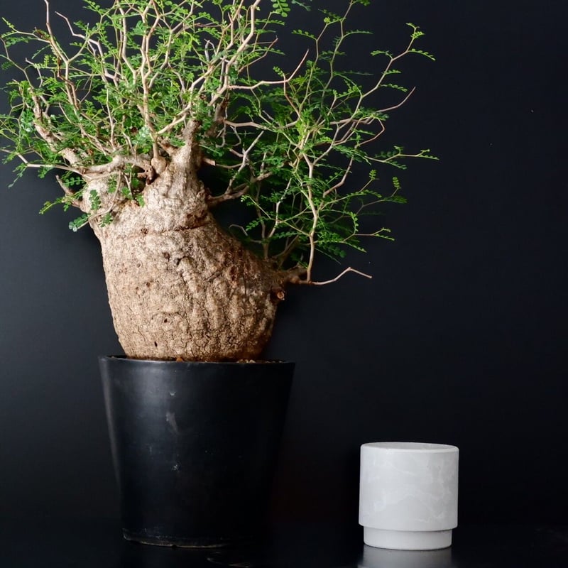 8/18撮影 御神木 超巨大 オペルクリカリア パキプス 幹幅約19～約20cm 巨大 オペルクリカリア パキプス［No.12］ | Botanical Holic