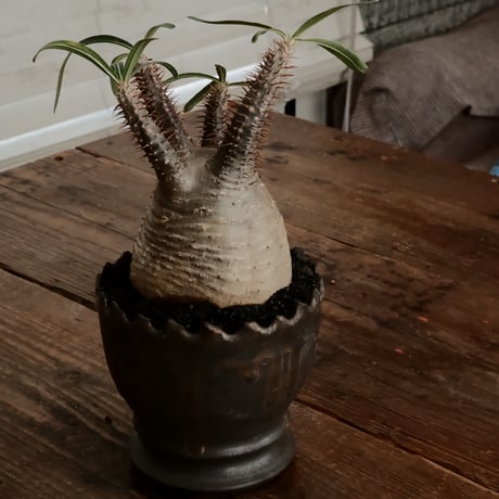 グラキリス φ9cm - 象牙宮 - ［No.74］  ×   根本峻吾 作 S.N POT type.round「 黒焔 - kokuen - 」4号 植木鉢 笠間焼