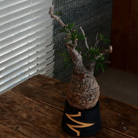 オペルクリカリア パキプス φ12cm［No.14］  ×   根本峻吾 作 S.N POT type.cylinder「 雷電 」limited color - Ocher - 4号 植木鉢