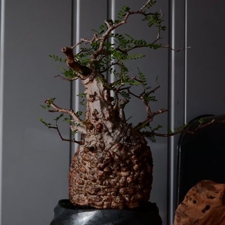 オペルクリカリア パキプス φ 14cm［No.33］  × 沖誠 作「Spilal - 燻銀彩 - / round 」 4号 植木鉢 笠間焼