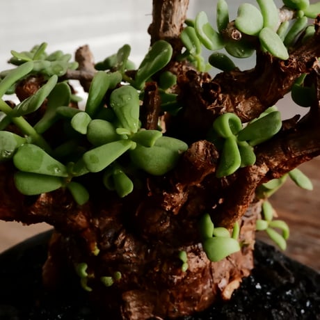 ケラリア ピグマエア 発根済［No.24］  ×   沼野秀章 作「 black wrap 」4号 植木鉢 笠間焼