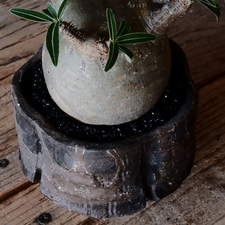 グラキリス φ8cm - 象牙宮 - ［No.06］  ×   沼野秀章 作「 black wrap 」3号 植木鉢 笠間焼