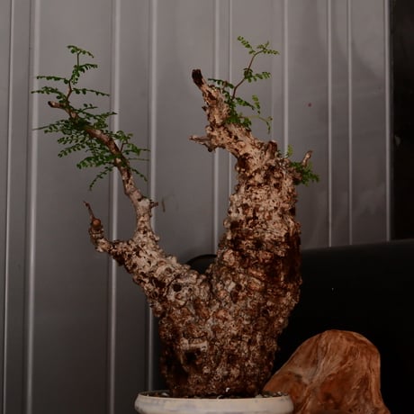オペルクリカリア パキプス φ11cm［No.24］  × 杉山悠 作 4号 植木鉢 笠間焼