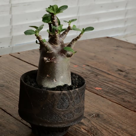 《黒肌》アデニウム アラビカム  "ドワーフ - black skin - "  φ7cm［No.11］  ×   沼野秀章 作「 black wrap 」3.5号 植木鉢 笠間焼