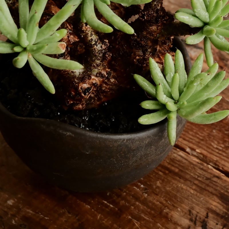 チレコドン ペアルソニー 白象［No.1］ × 根本峻吾 作 S.N POT type.