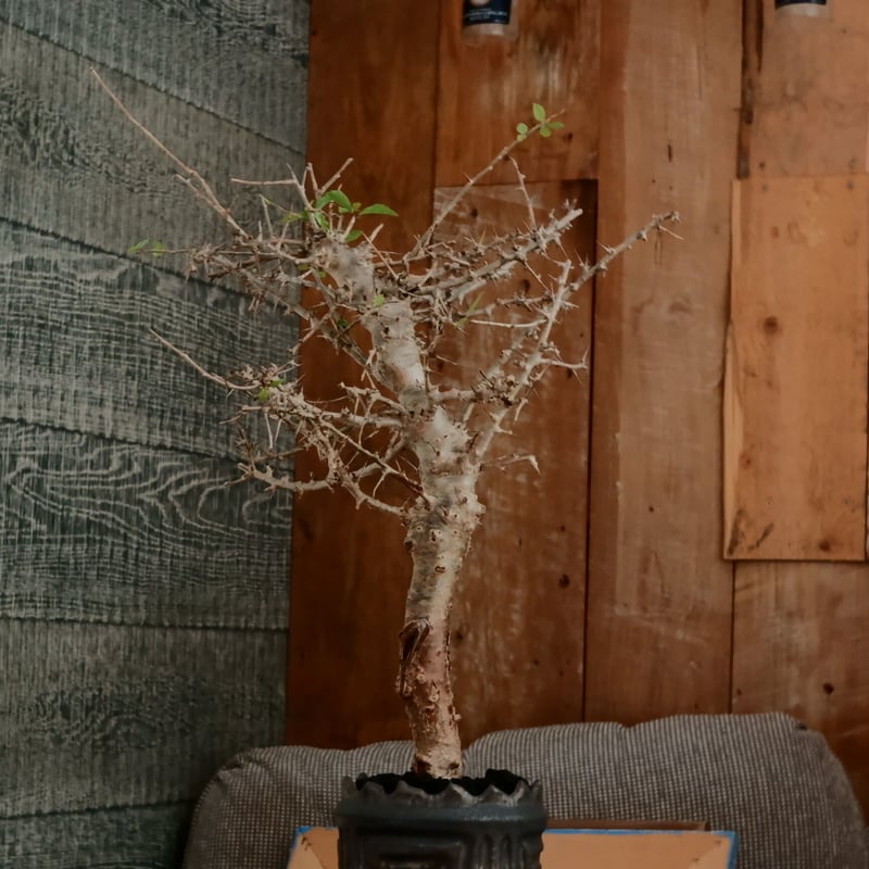 MURO 11154 国内プロモ 非売品 の136 Mサイズ 植木鉢 陶器 検（塊根植物 アガベ パキプス