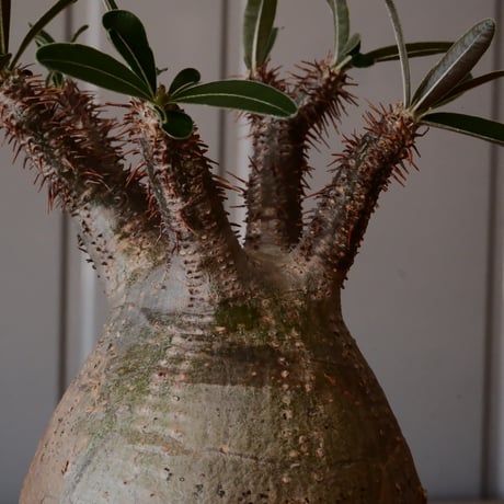 【 φ8.5cm 】グラキリス - 象牙宮 - ［No.244］  × 中野明彦 作 「 KIRIKO」4号 植木鉢 笠間焼