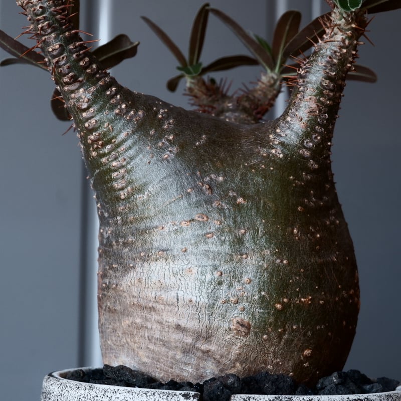 パキポディウム グラキリス 現地球 発根済み 根本峻吾【S.N.Pot】 笠間