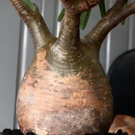 グラキリス φ8.5cm - 象牙宮 -［No.57］  × 磯部祐介 作「 鶏冠 - tosaka - "金剛 tall ver. " 」3号 植木鉢 笠間焼